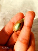 Neyshabur Natural Turquoise - N-013 - Image 3