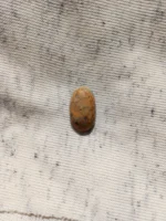 Neyshabur Natural Turquoise - N-048 - Image 3