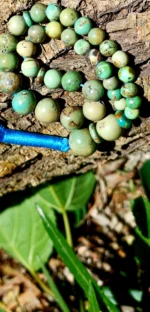 Neyshabur Turquoise Tasbih - T-05 - Image 4